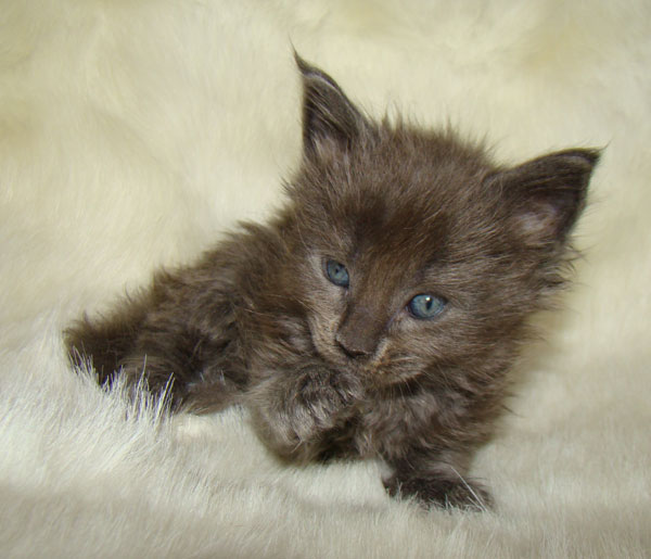     Catsvill County!   !    !       !!!    Catsvill County +7-926-544-74-09     .   ,   ,   ,    ,   ,  ,     ,   -,    ,   !